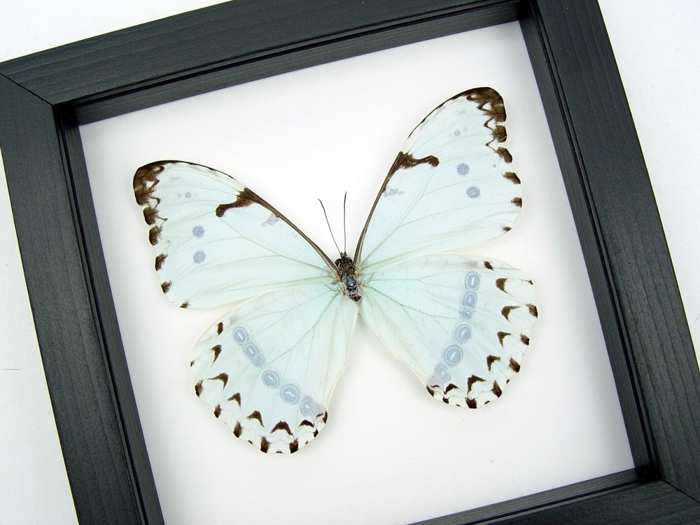 Real Mint Morpho Butterfly Morpho catenarius Framed Shadowbox