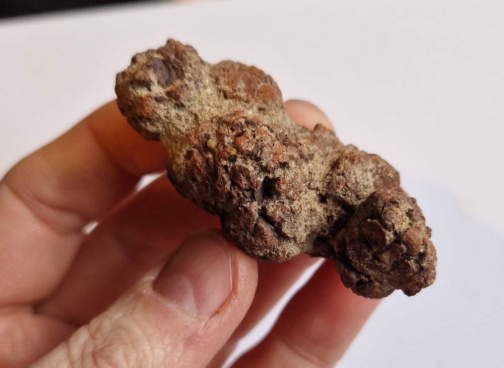 Turtle Coprolite - Madagascar - Fossilised Poo - Eocene 5.9cm