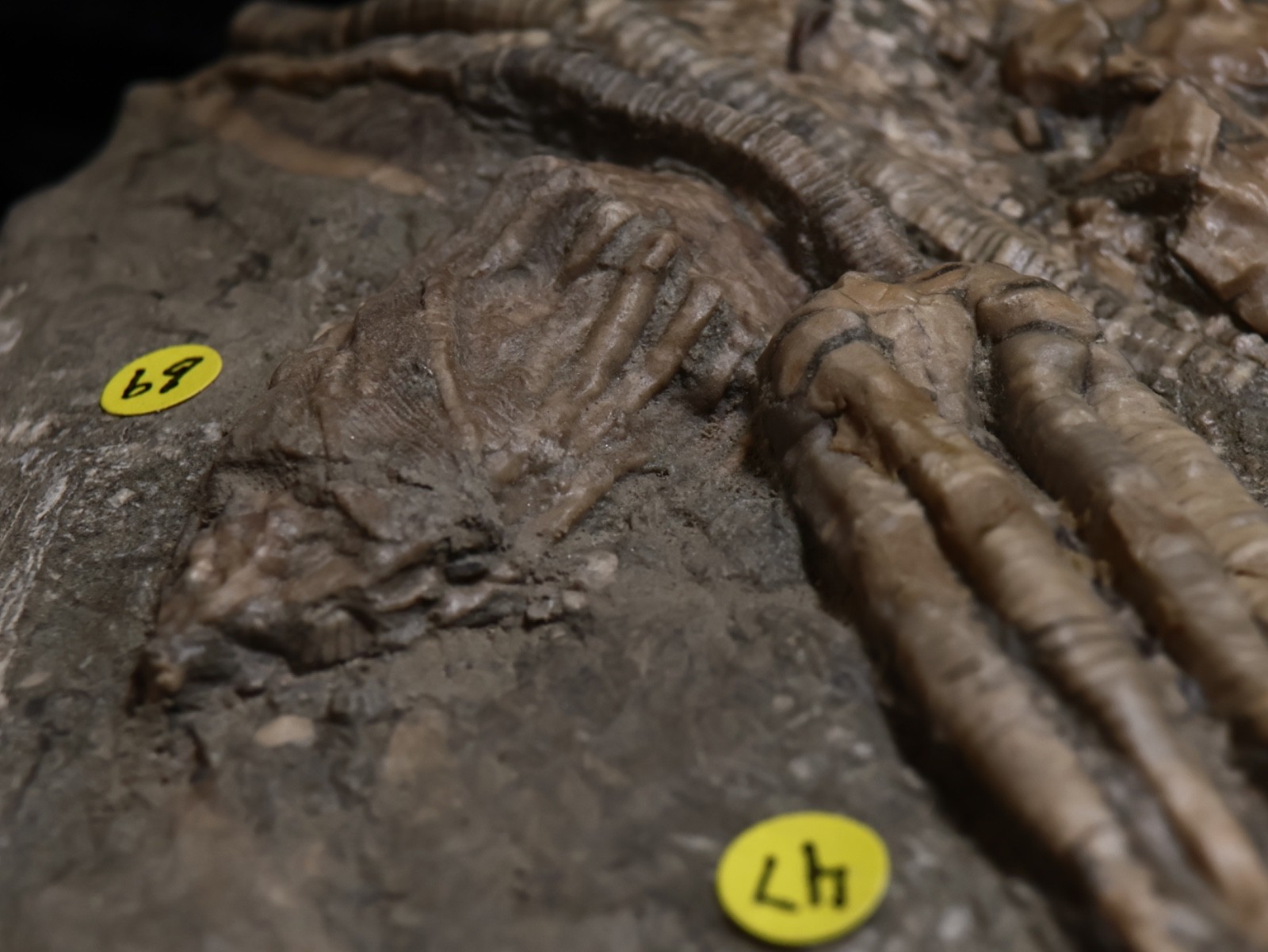 Threaded Fossil Crinoids, Crawfordsville, Indiana