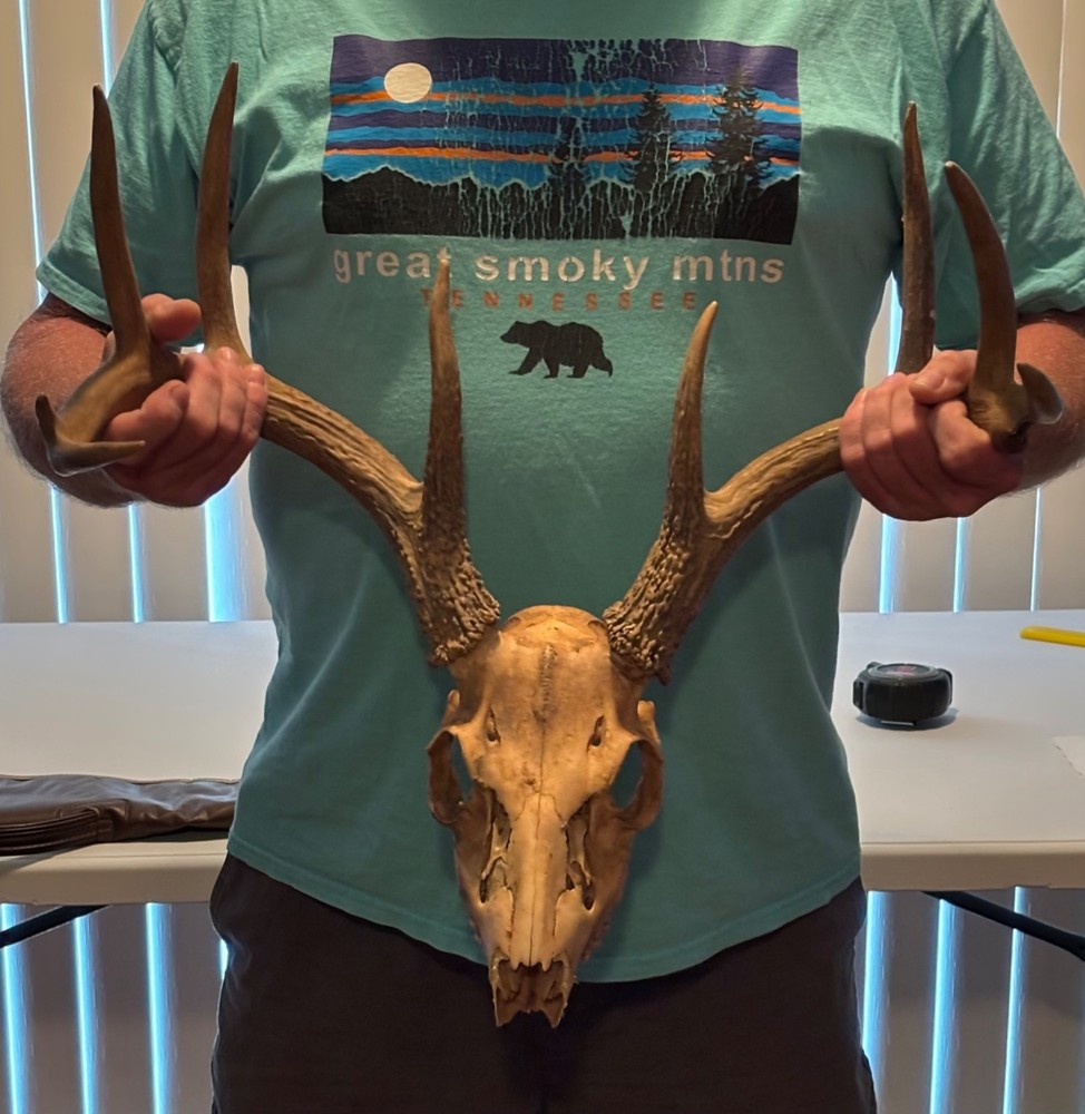 heavy 9 pt whitetail skull