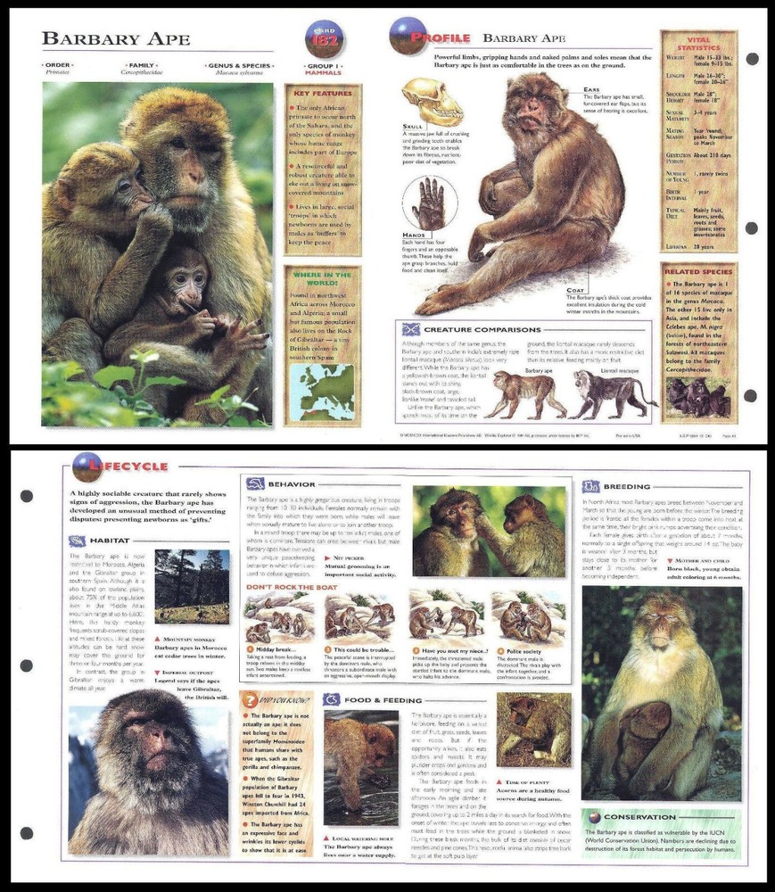 Fold-Out Sheet - Barbary Ape - 182