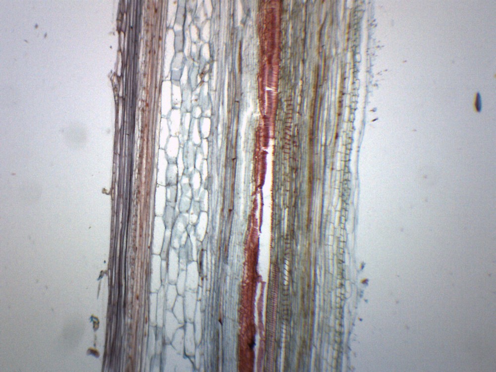 Pumpkin Stem Cucurbita - LS - Prepared Slide - 75x25mm - Eisco Labs