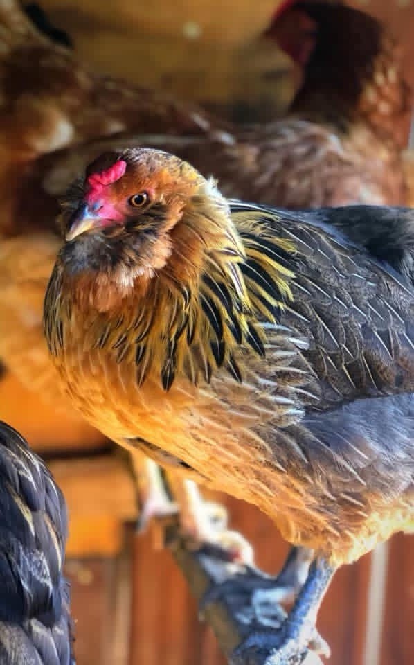 18+ Multi-Generational Olive Egger Hatching Eggs F1-F3