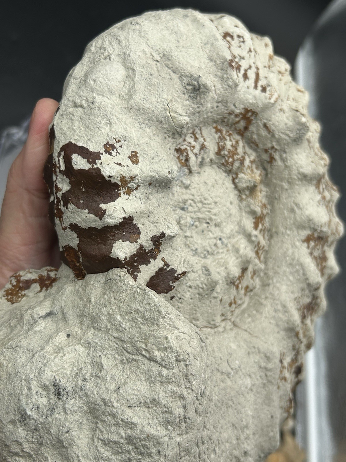 NICE 9.5” Dinosaur Age Mortoniceras Sp. Texas Fossil Ammonite! Both Sides Great!