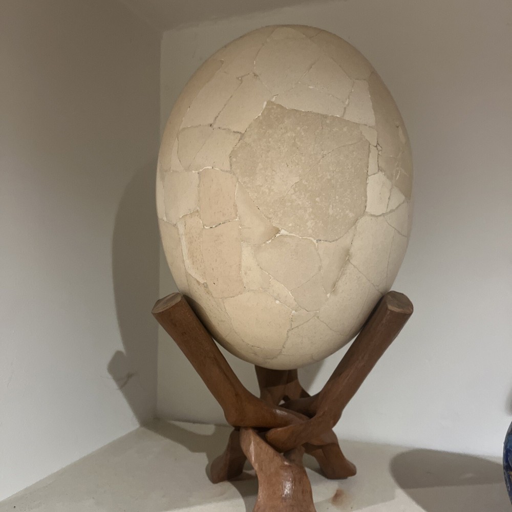 Reconstructed Elephant Bird Egg