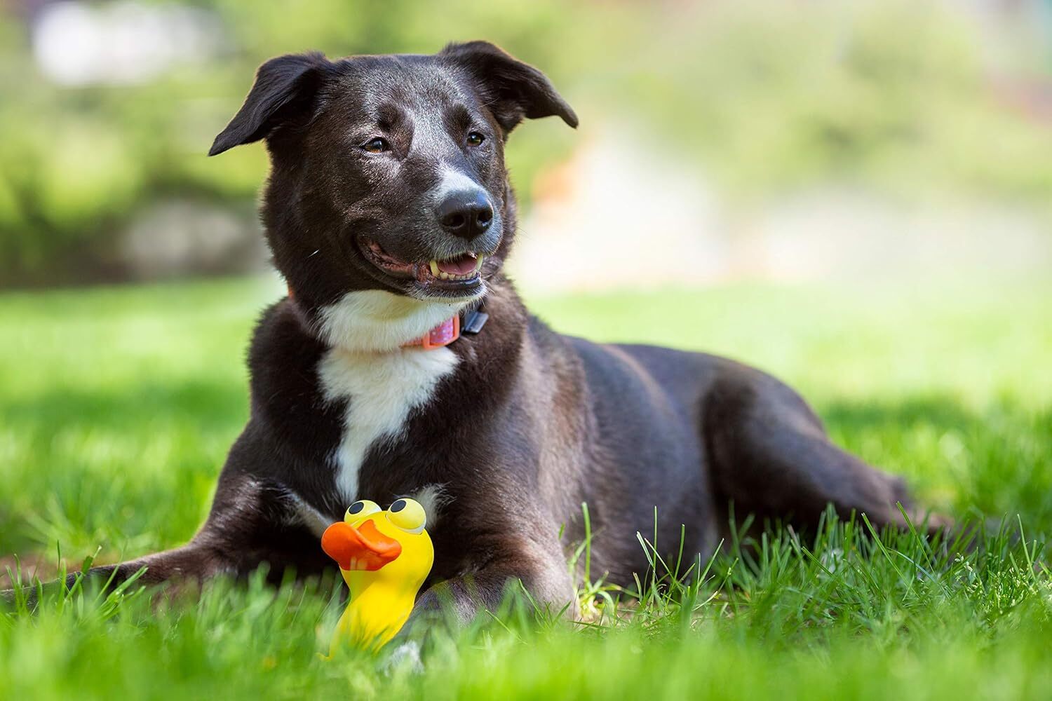 Hartz Frisky Frolic Latex Squeakable Dog Toy, Color Varies, 1 count