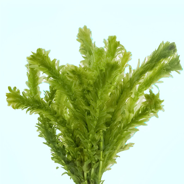 Premium Assorted Green Plant Pack - 6 Pack