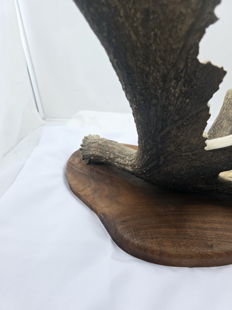 Monte Baker Moose Antler Carving 28x22"