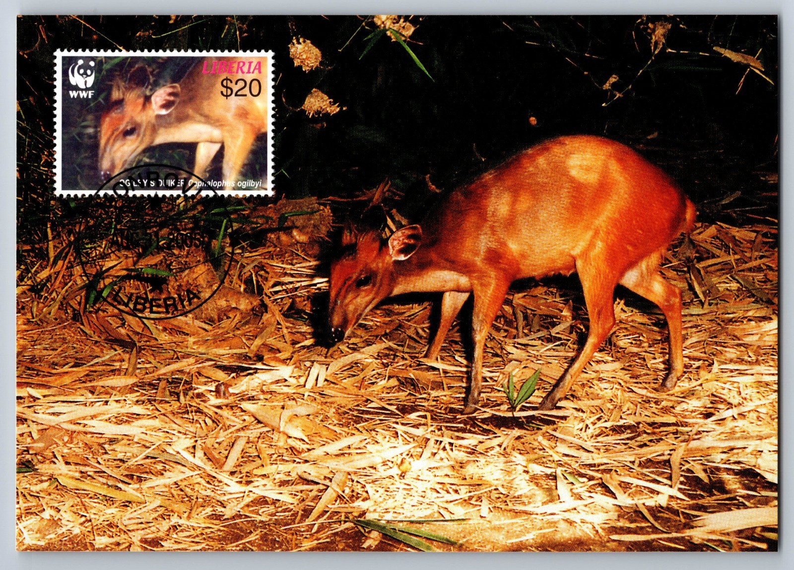 Liberia 2005 Jentink's Duiker & Ogilby's Duiker Set of Four FDC Maxi Cards