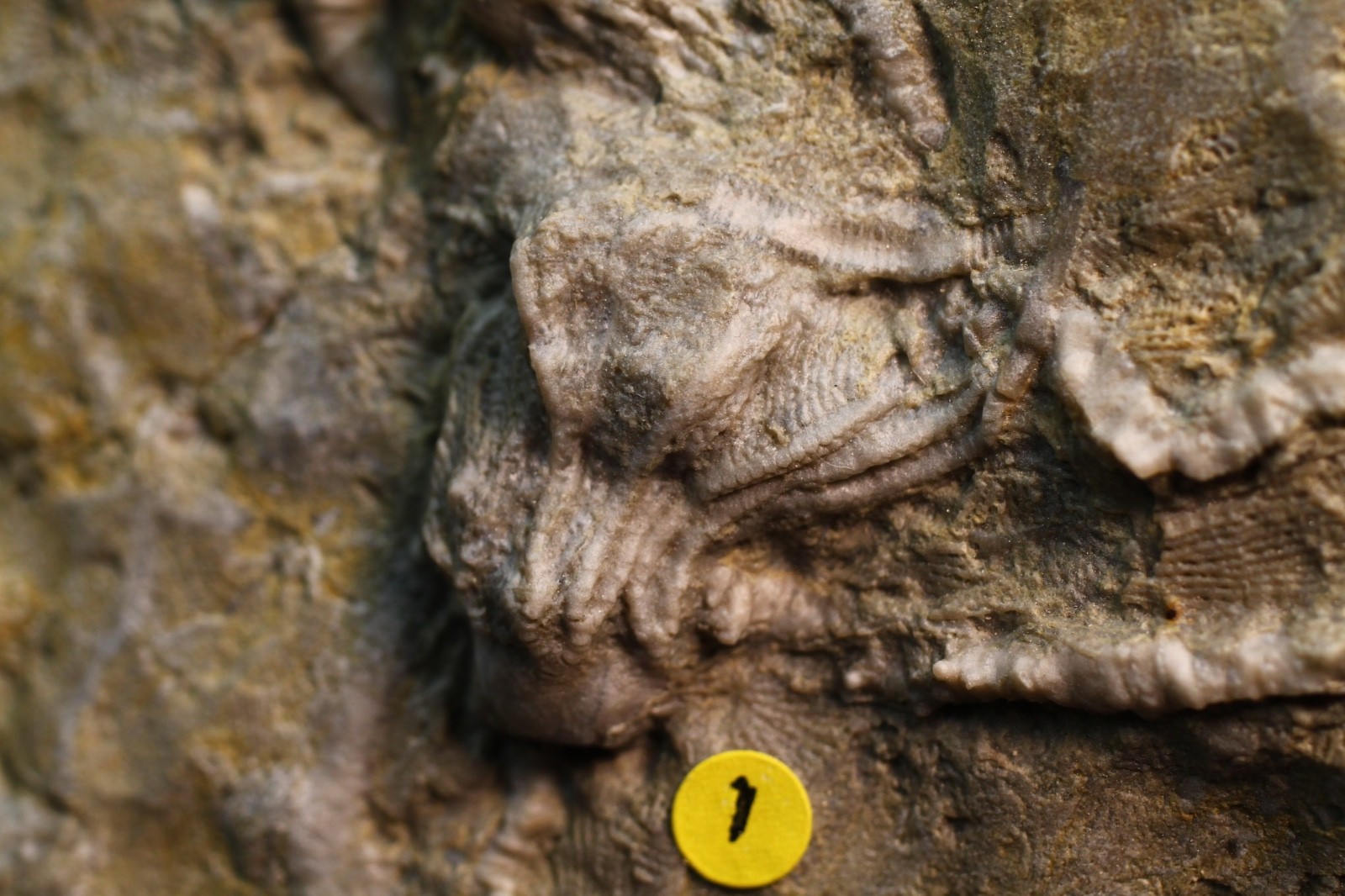 Five Different Crinoid Fossils, Franklin Co., Alabama