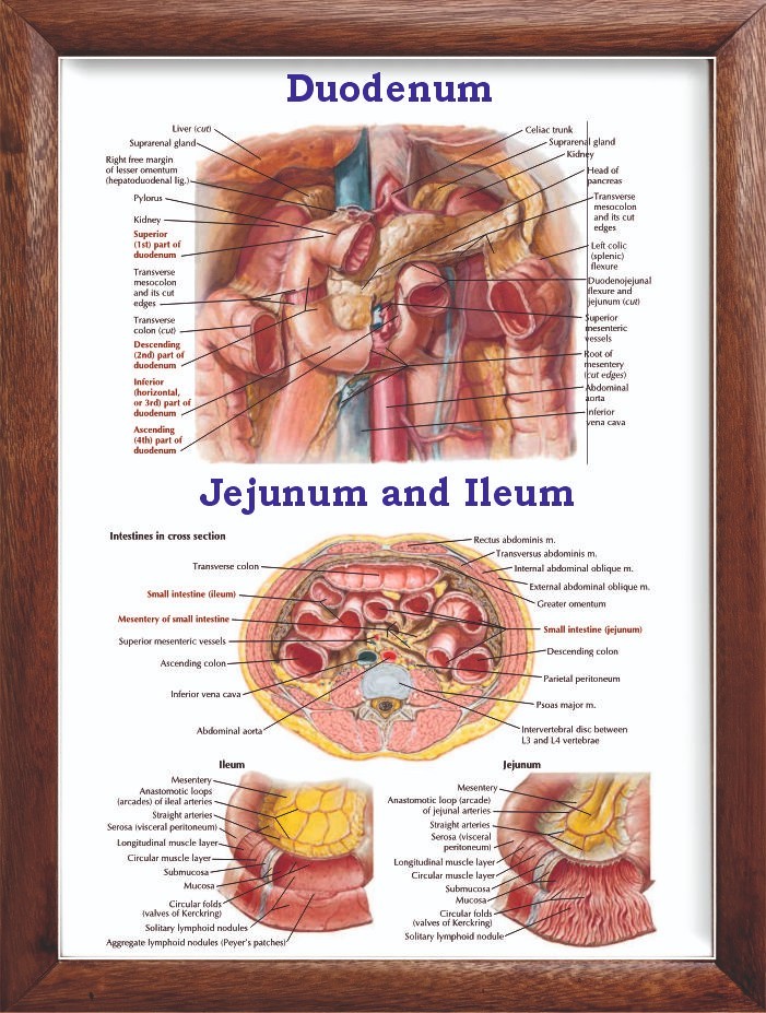 Duodenum Chart 12x18 inches