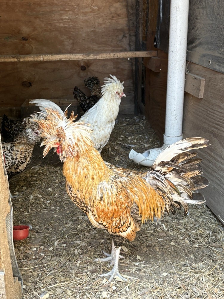 8 Candy Corn Polish Hatching Eggs** UPS FedEx USPS*