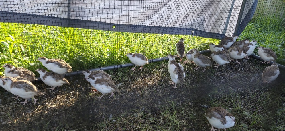 36 Celadon Coturnix Quail Hatching Eggs, True Blue