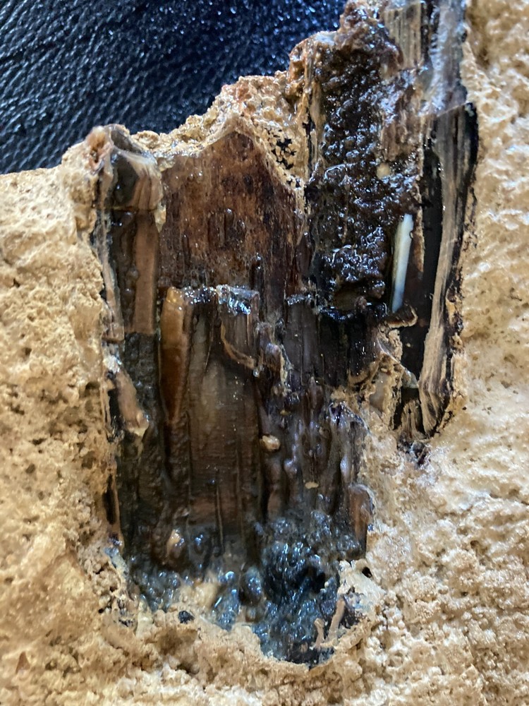 Petrified Wood Chunk embedded in Limestone - 4.2LBS