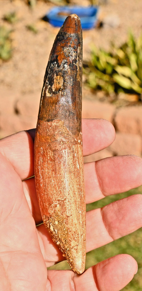 Massive Spinosaurus tooth, 5.77 inches, from Morocco