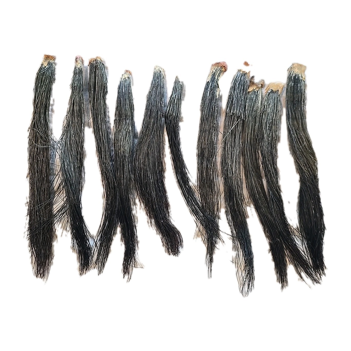 11 Fat Wild Turkey Beards Taxidermy Bird Crafts 6-9" #4