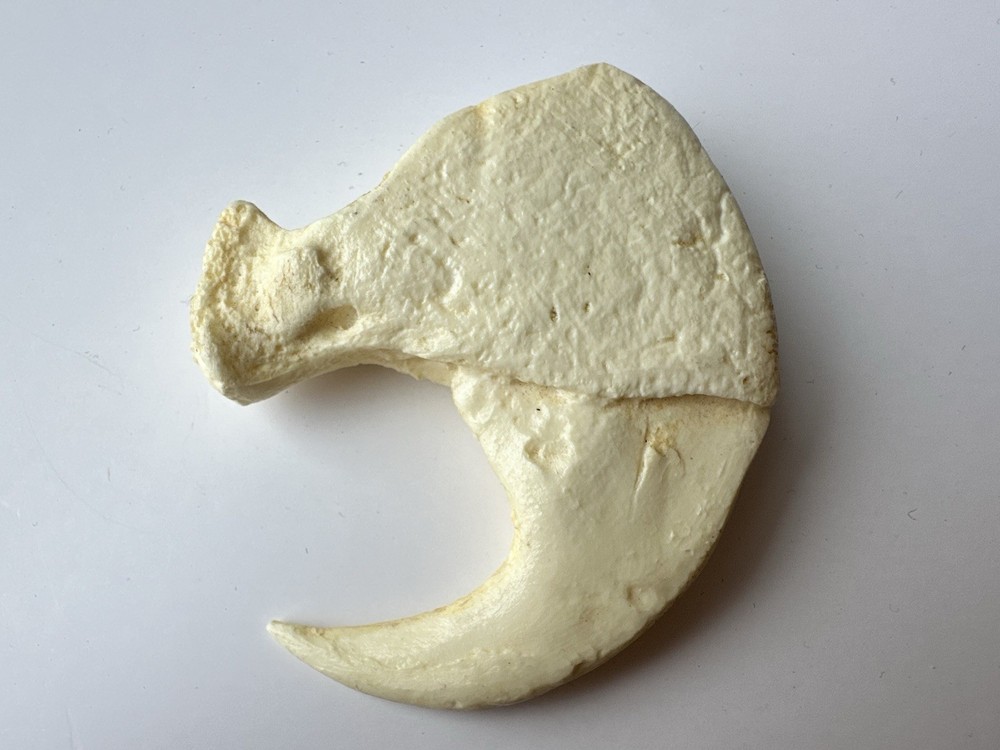 a replica jaguar claw. 