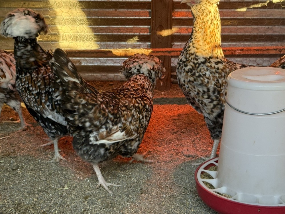 12 +++ Extra Tolbunt Polish Hatching Eggs