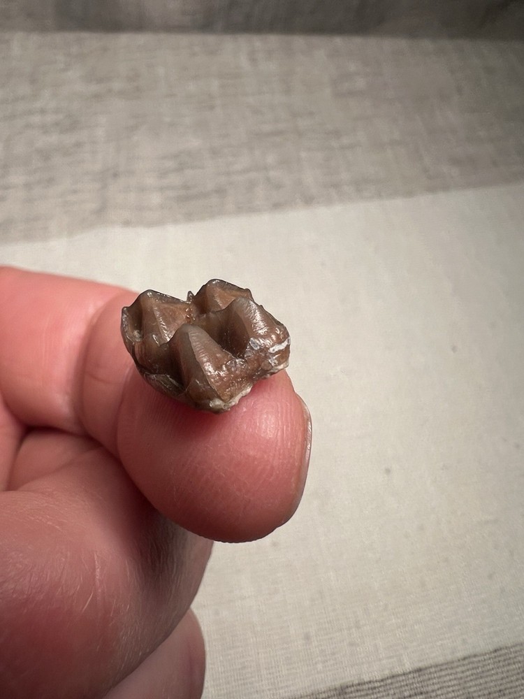 Fossilized Teeth Brule Formation Oligocene Epoch Sharp Specimen