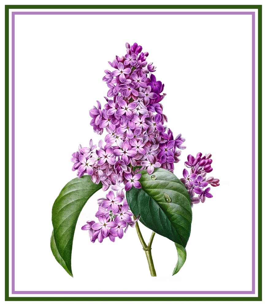 Redoute Flower Lilac Counted Cross Stitch Chart Pattern