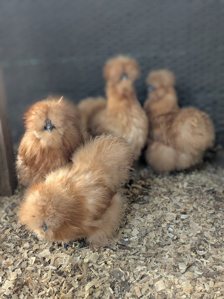 12 Quality Buff & Paint Eggs NPIP