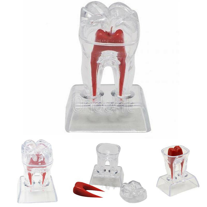 2X Detachable Tooth Model Plastic Teeth Crystal Base Separable Teaching Demo New