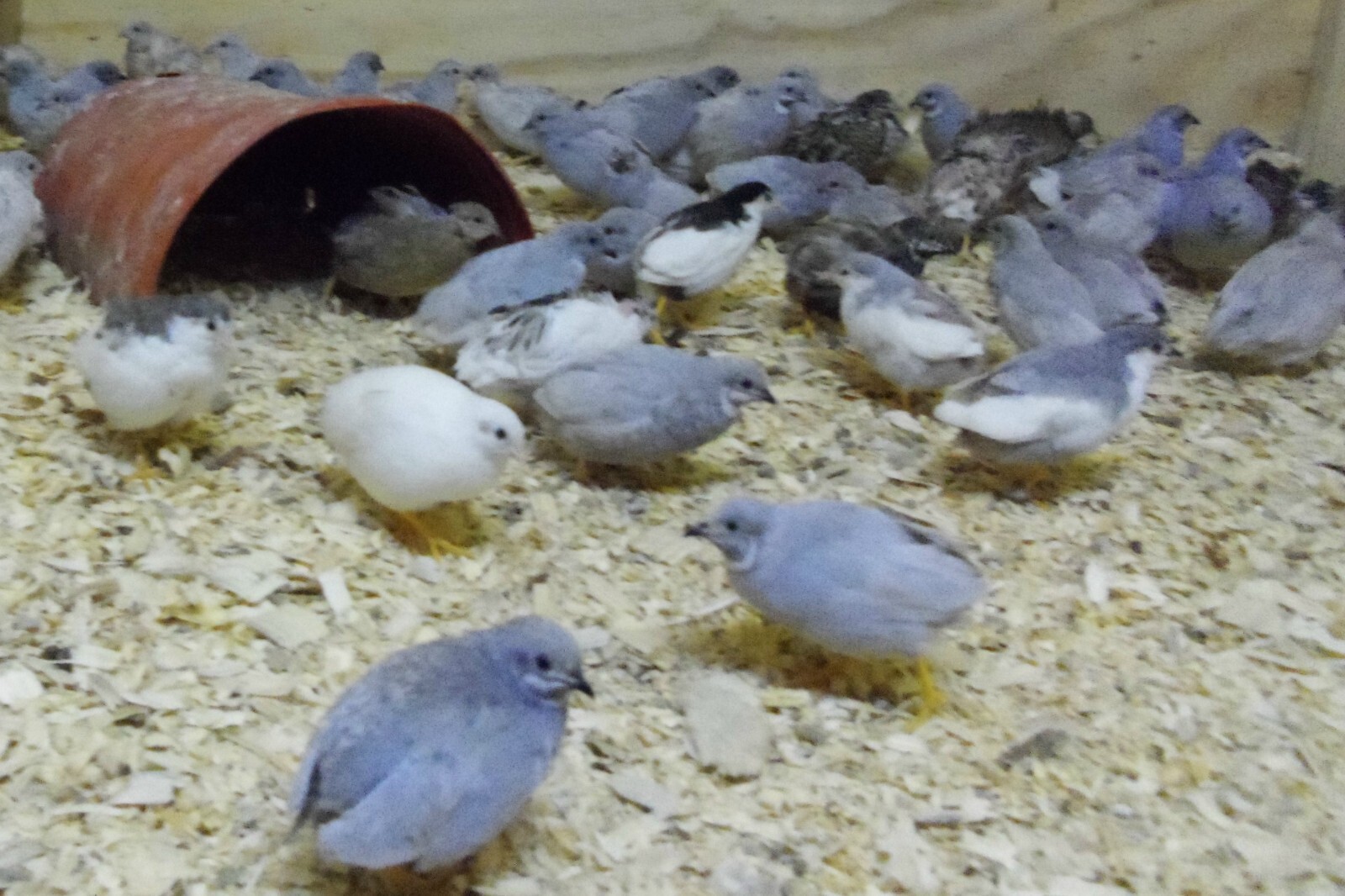 6+ with Up To 4 extra Button Quail Hatching Eggs