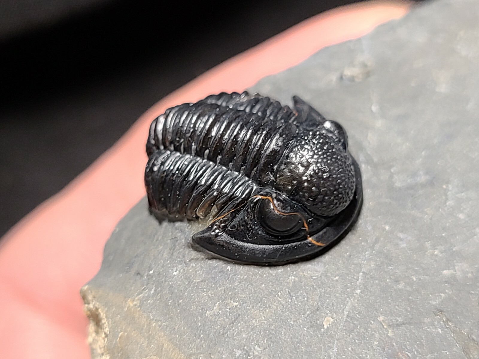 Top Quality double Scabriscutellum trilobite fossil from the Devonian Morocco