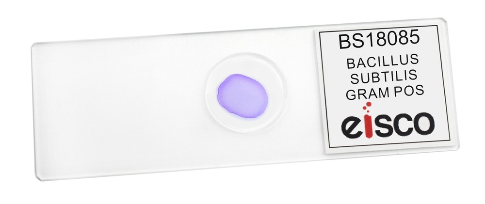 Bacillus Subtilis, Gram Positive - Prepared Microscope Slide - 75x25mm - Eisco