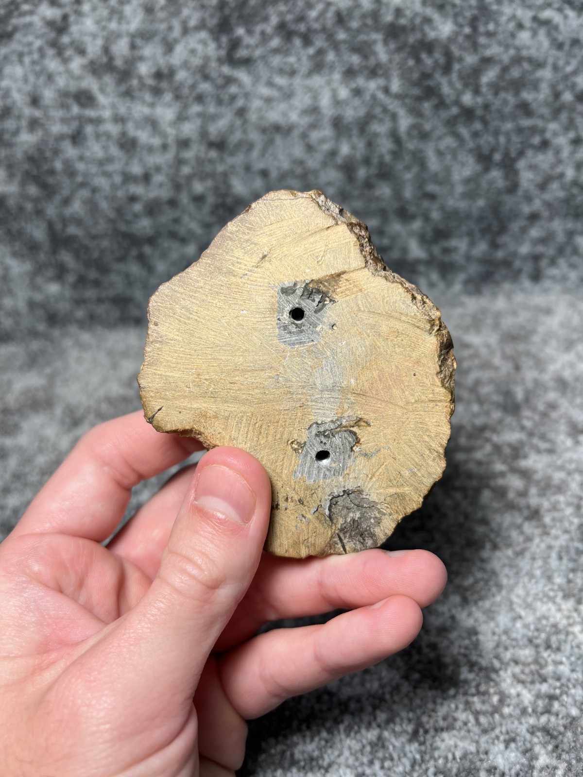 Trilobite Crotalocephalina (Crotalocephalus) Fossil - Ofaten, Morocco