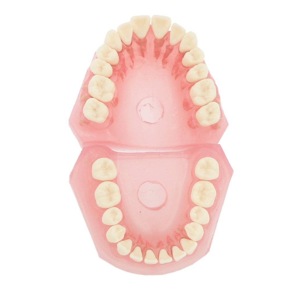 Dental Typodont Demo Soft Gum Gingiva 28Pcs Teeth Model Study Removable Training