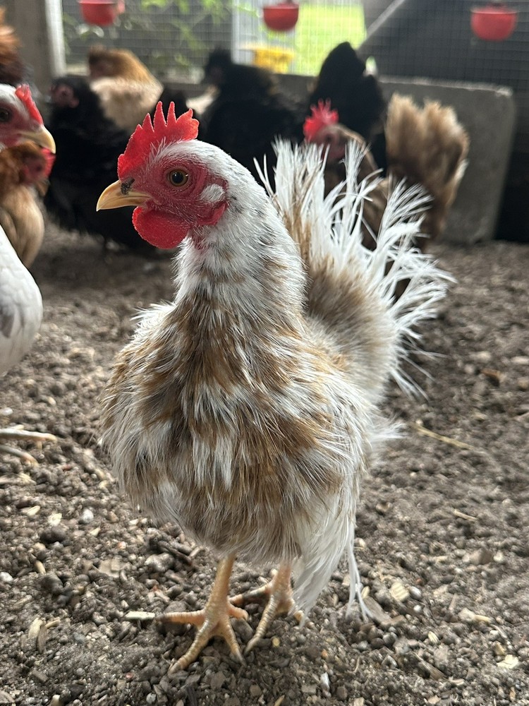 12 ++ Serama Hatching eggs NPIP/AI and PT Clean