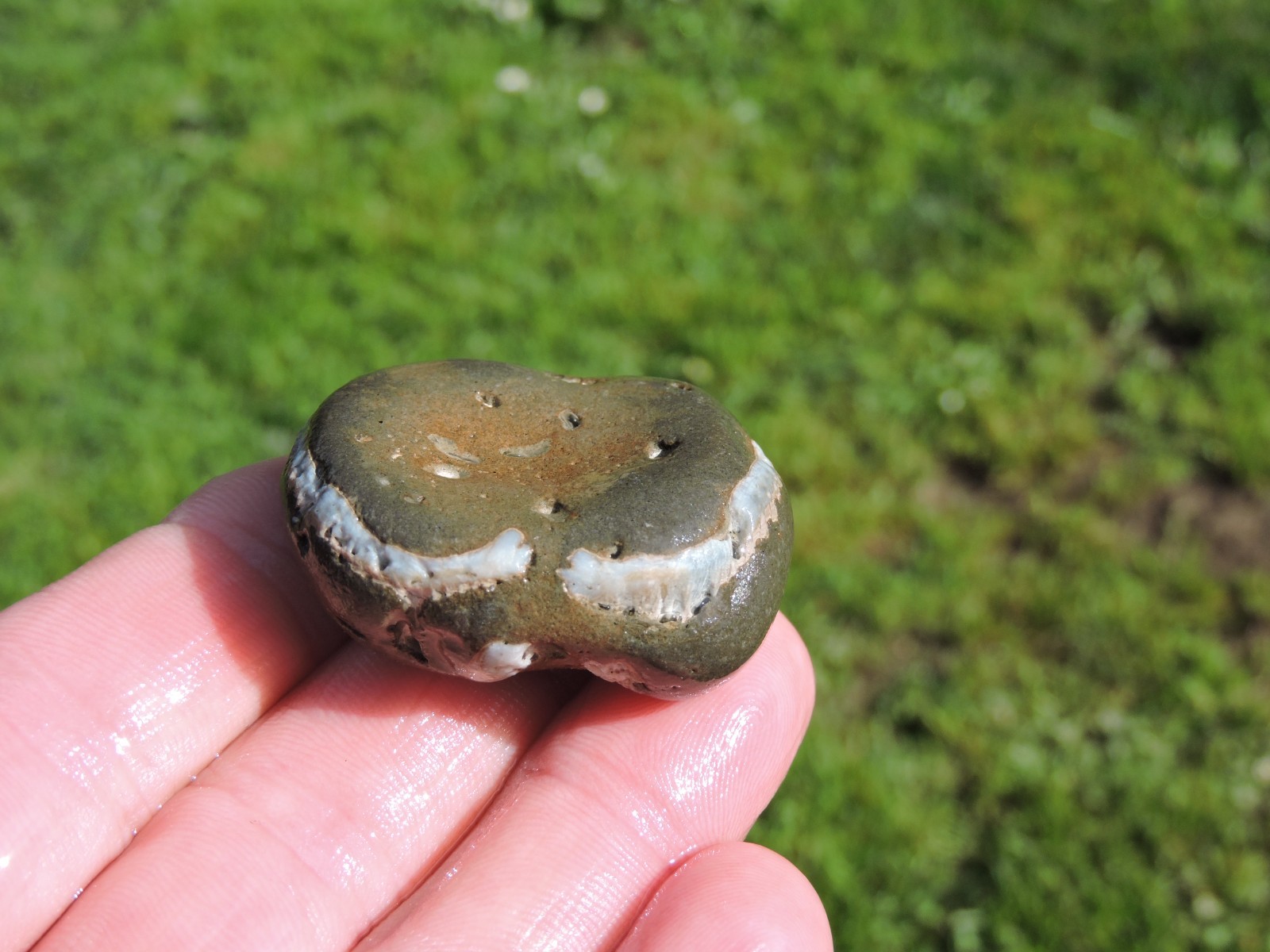 Box of MIXED Pacific Coast CLAM FOSSIL SHELL STONES Anadara, Steinkern ( 4 lb )