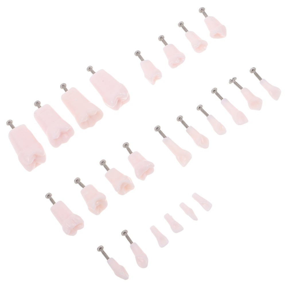 24pcs Typodont Teeth Model Dental Replacement Tooth Artificial Teeth