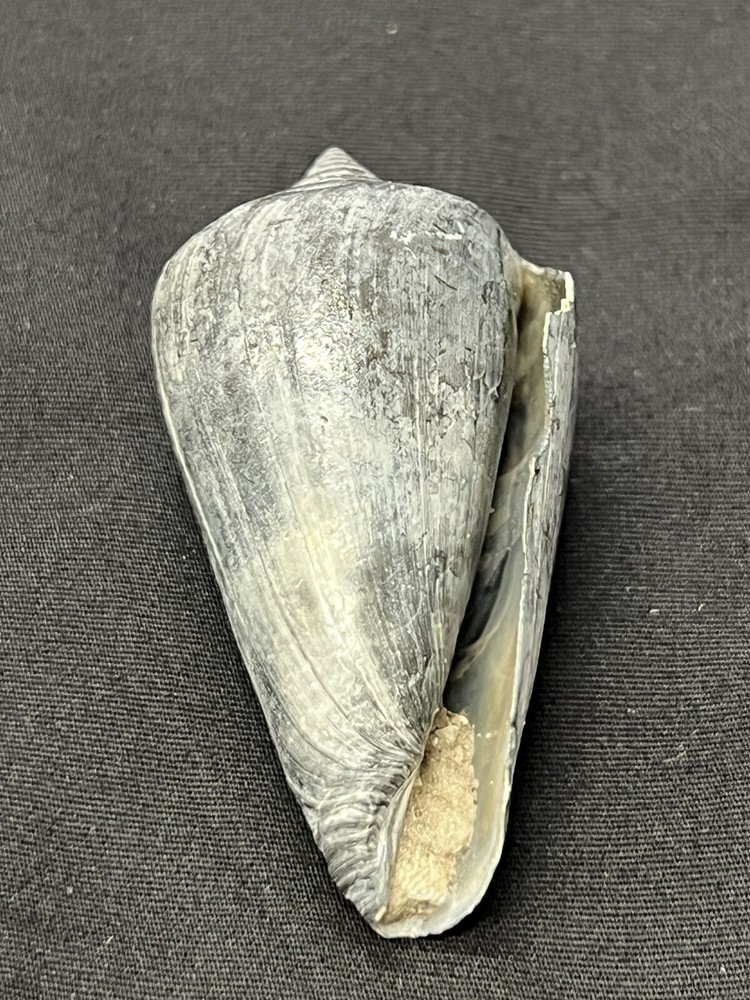 RARE Fossilized CONE Shell From Central Florida - Pliocene Era.
