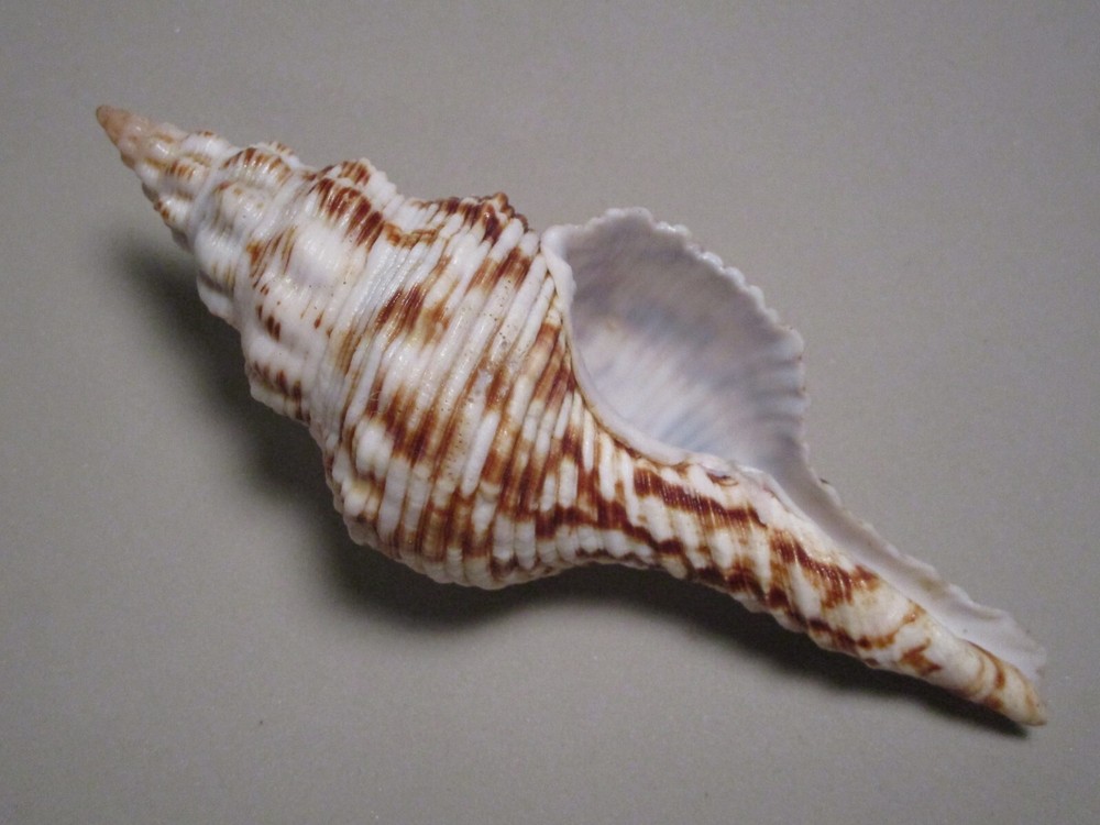 Fusinus nicobaricus Roeding, 1798 "NICE STRIATIONS" (113.5mm)