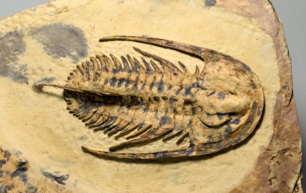 Rare 10.2 cm trilobite Fallotaspis
