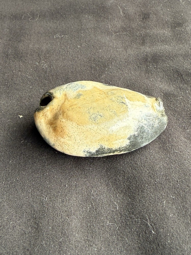 EXTINCT fossilized Cowrie shell from central Florida..Pliocene era.