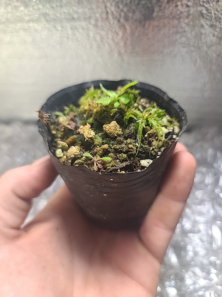 drosera adelae