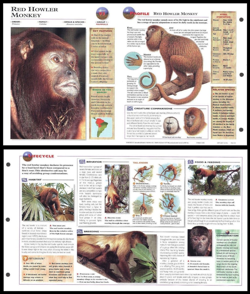 Fold-Out Sheet - Red Howler Monkey - 93