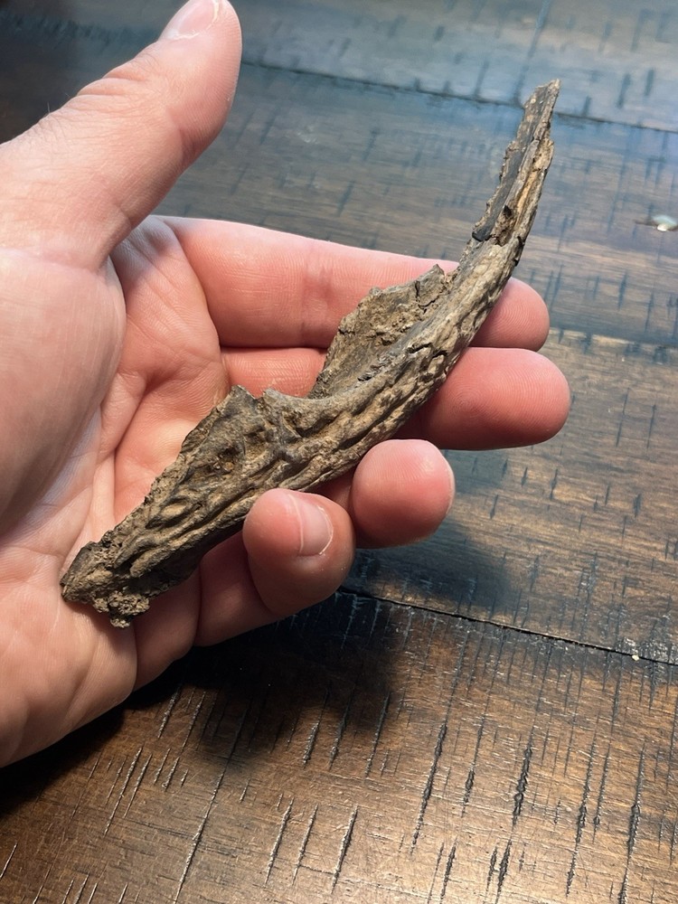 Crocodile Angular Lower Jaw Bone Dinosaur Age Fossil Hell Creek Form SD