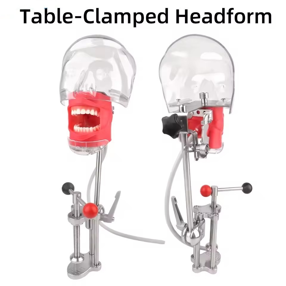 Dental Head Model Simulator Manikin Phantom With Bench Mount 28 Removable Teeth