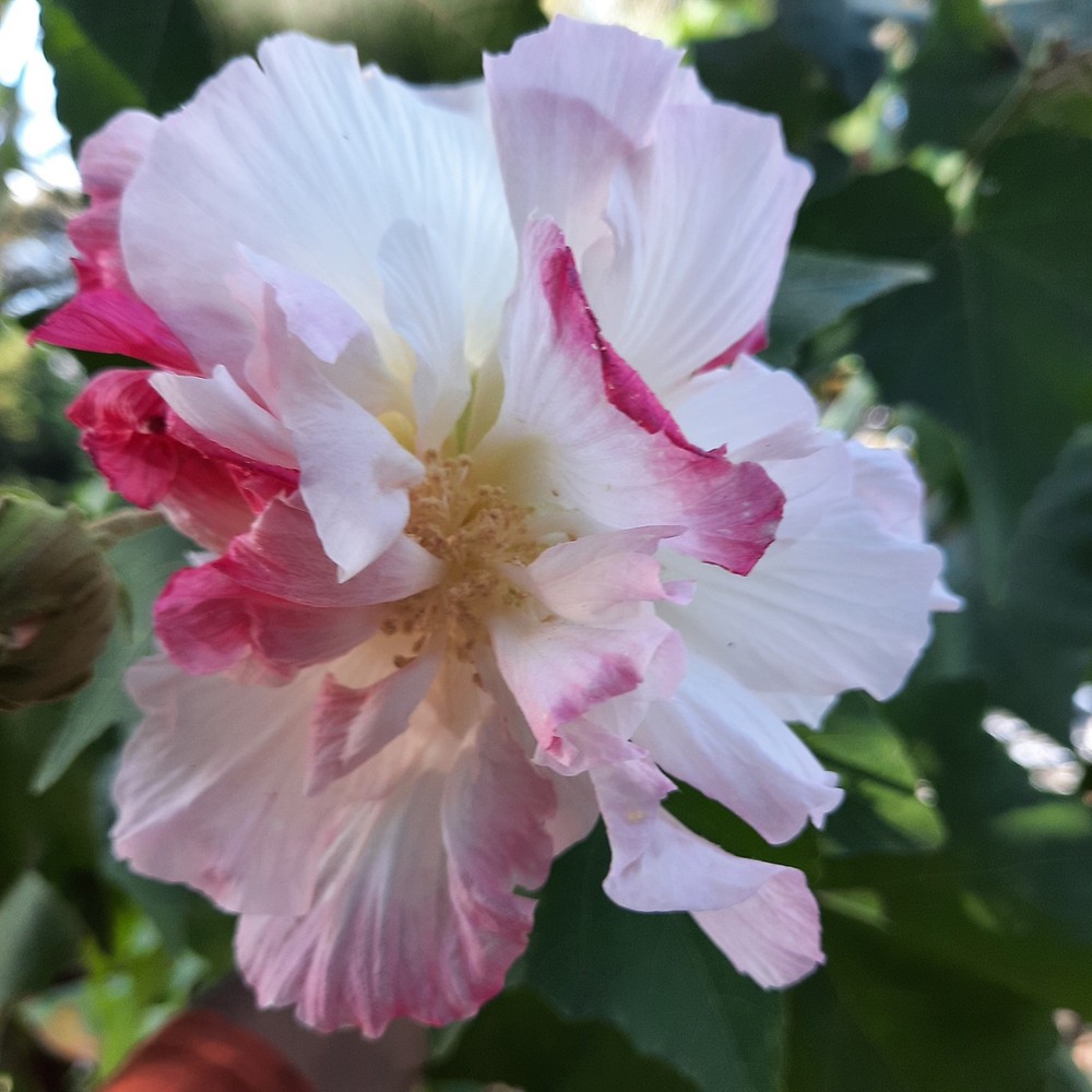 Double confederate Rose 4  Cuttings