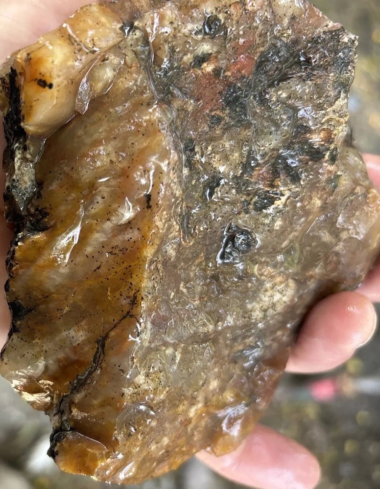 Silver Creek Junction Petrified Wood