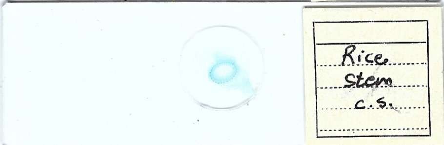 Rice Stem c.s. Microscope Slide