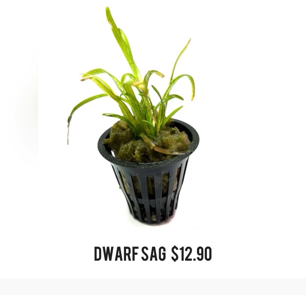 Aquatic Plants