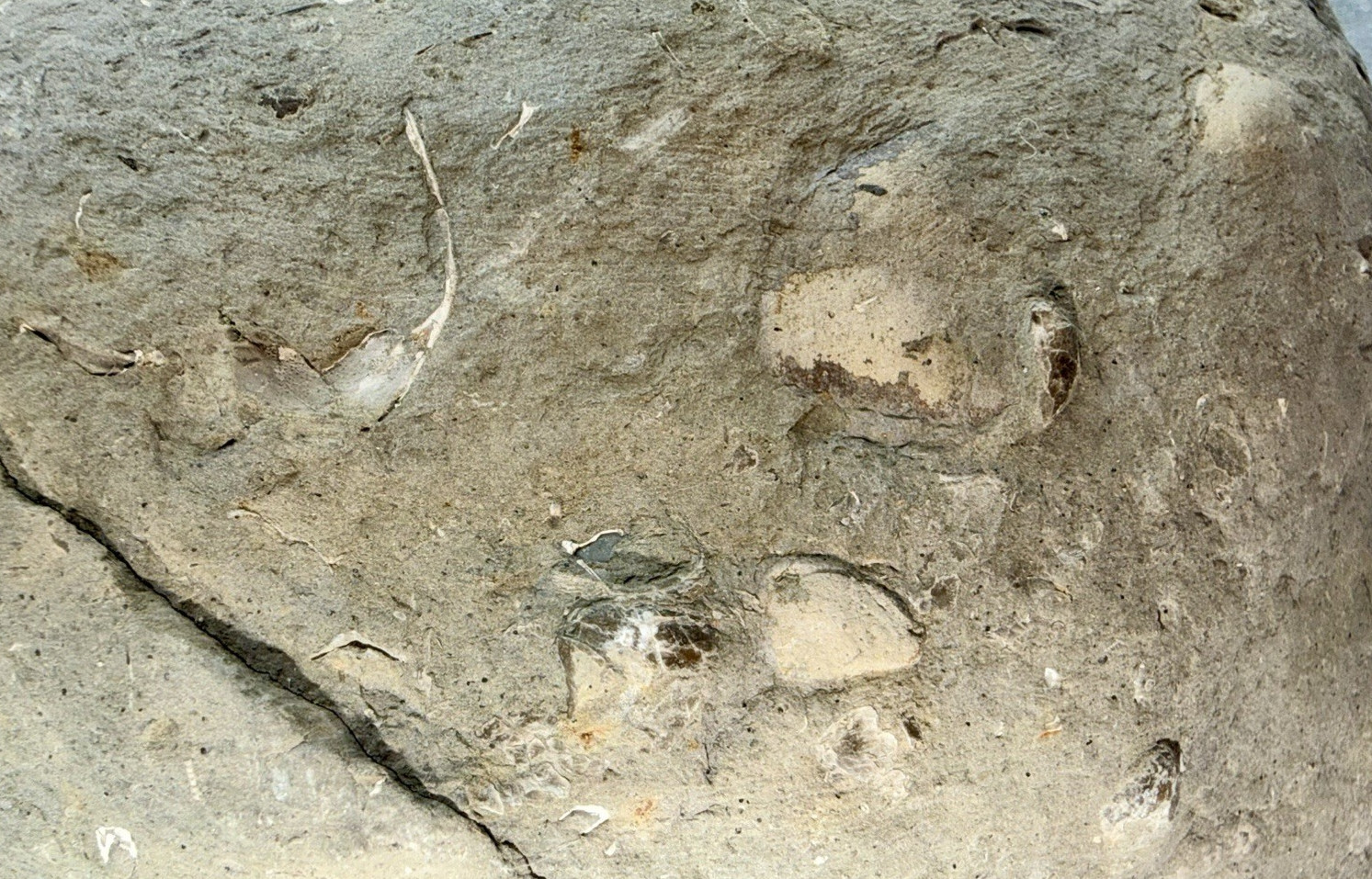 Large 31-lb Paleozoic Fossil Concretion w/Trilobite, Brachiopods, Gastropod poop