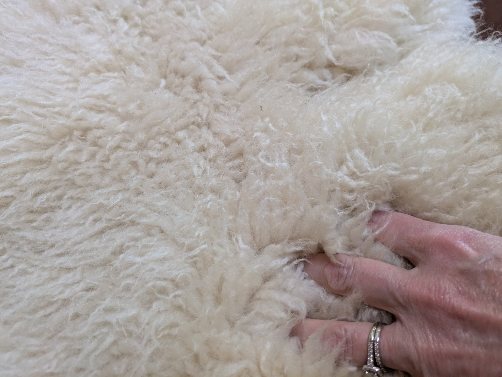 Champagne Color Curly Sheepskin Rug or Throw ,100% Natural Sheepskin