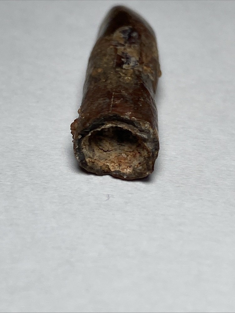 Rebbachisaurus Tooth Rooted