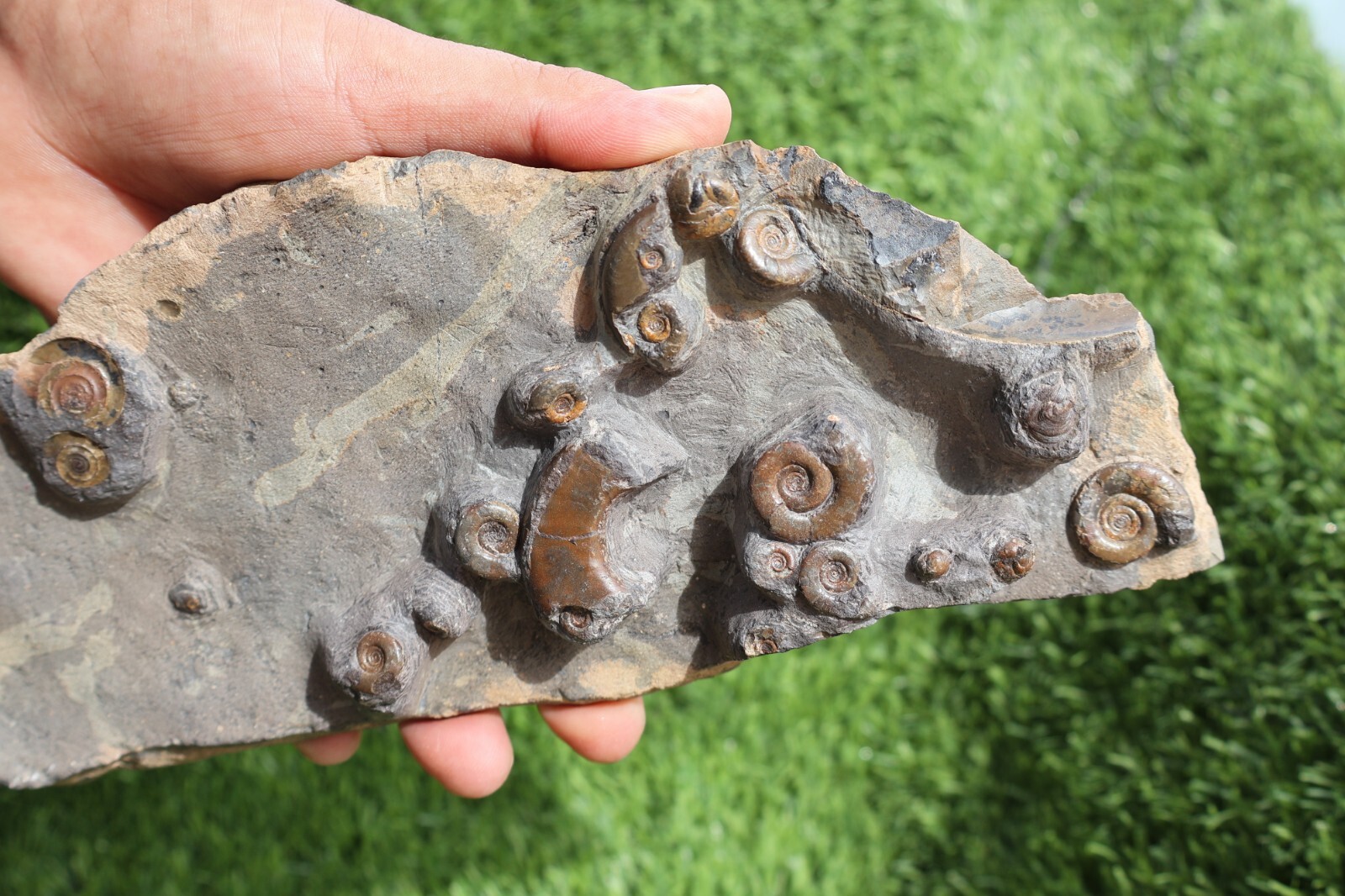 Rare Platyclymenia & Goniatites Fossil Plate – Moroccan Ammonites, Collector Spe